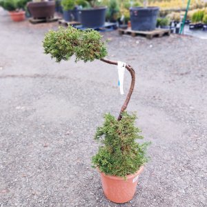 Borievka rozprestretá (Juniperus horizontalis) ´PRINCE OF WALES´ (-30°C) – 80-90 cm, kont.C14L – BONSAJ 